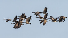 Canadian Geese In Flight Formation