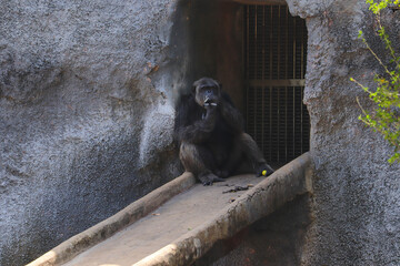 Wall Mural - gorilla sitting on ground