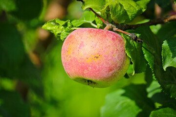 Ripe red apple on a branch of an apple tree close-up.