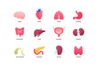 © tasty_cat - Human organ icon collection. Vector flat color anatomical illustration. Nervous, cardivascular, digestive systems, internal organs and glands. Design element for medicine, biology, education.