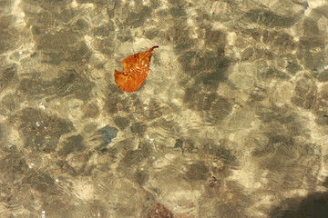 A leaf on water 2