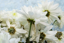 Close-up - Withering Drying White Chrysanthemums In A Bouquet