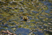 Calling Male Common Water Frog With Vocal Sacs In Pond Sparkling In The Sun (Kaiserstuhl, Germany)