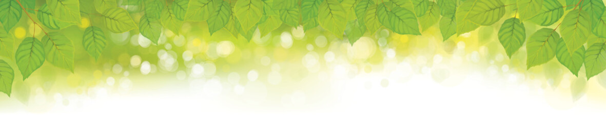 Wall Mural - vector green leaves bokeh background. birch tree, green leaves border.