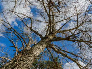 Wall Mural - tree in the sky