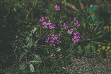 tiny pink spring phlox flowers background