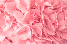 The Texture Of A Blooming Hydrangea Close-up. Floral Background Of Petals Of A Blooming Pink Flower. High Quality Photo