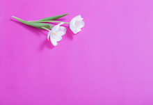 Two White Tulips On Pink Background