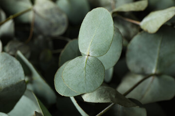 Beautiful eucalyptus twigs and leaves, close up