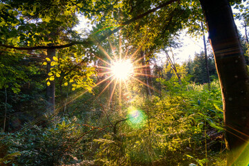 sun rays in the forest