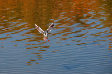 Wall Mural - A seagull flies over the surface of the pond. A seagull fluttering its wings. Front view of a seagull in flight.