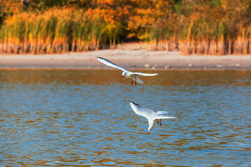 Wall Mural - Two seagulls fly over the surface of the pond. A seagull fluttering its wings.