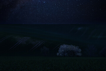 Wall Mural - night landscape with blooming trees