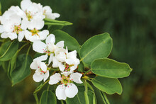Beautiful Pear Tree In Blossom. White Flowers And Buds. Spring Blooming Floral Background. Selective Focus.
