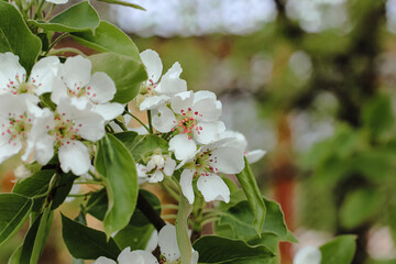 Beautiful pear tree in blossom. White flowers and buds. Spring blooming floral background. Selective focus.