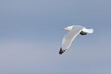 A Caspian Gull (Larus Cachinnans) In Flight At A Lake In The City Of Berlin