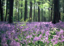Blooming Bluebells Hyacinth Carpet In Hallerbos Forest Near Brussels Belgium
