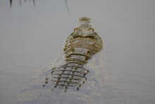 Closeup Of The Back Of An Alligator On The Water Surface