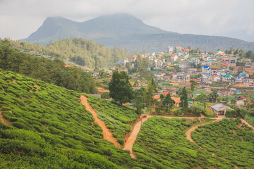 Wall Mural - Landscape countryside view of Sri Lankan hill country, tea plantations and Nuwara Eliya village, Sri Lanka.