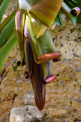 Wall Mural - Beautiful Cyprus nature. Banana flower.