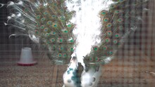 A Beautiful And Proud White Peacock Spread Its Tail In A Cage - Detail Close Up
