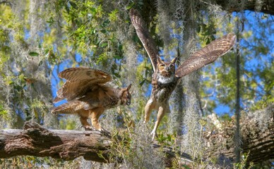 mating pair of adult great horned owls (Bubo virginianus) facing each other, flapping wings, in oak tree with resurrection fern (Pleopeltis polypodioides)