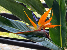 Close Up View Of A Strelitzia Reginae Flower In The Garden