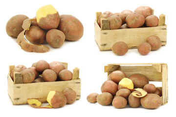 Wall Mural - freshly harvested dutch potatoes called 