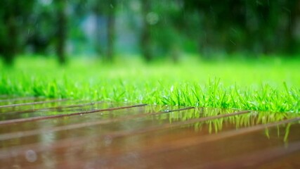 Sticker - Rain falls on a wooden planks and green grass in the garden