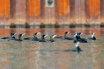 A big group of  great cormorants (Phalacrocorax carbo) swimming and fishing at a lake.