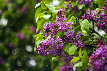 Bunches Of Wet Purple Pink Lilacs In The General Plan. Blurred Foreground And Background. Bright Green Blurred Background With Bokeh. Romantic Mood Concept. Tender Spring Flowers Concept. 