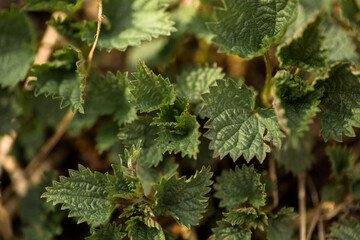 Fresh nettle leaves. Thickets of nettles. Medicinal plant. Green leaves background. Natural colors of nettle. Top view. Plant of stinging nettles.