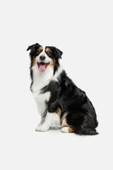 Wall Mural - Full-length portrait of Australian Shepherd dog isolated over white background.