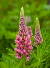 Pink Lupins On Garden At Spring.