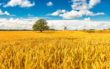 Agriculture Landscape With Lonely Old Oak Tree Among Ripening Wheat Or Rye