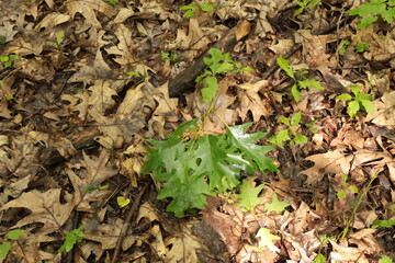 Wall Mural - Strong wind broke a twig from an oak tree with bright young leaves during a spring rain. A wet branch lies on dry leaves.