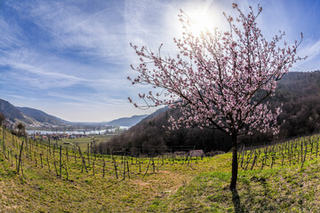 Wall Mural - Apricot trees during spring time in Wachau valley, Austria