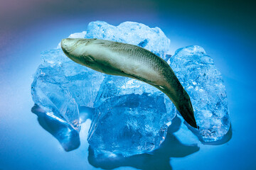 a frozen fish such as a sea bass on blocks of ice with dramatic colors