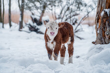 Spotted Calf In A Snowy Winter Village Yard (376)