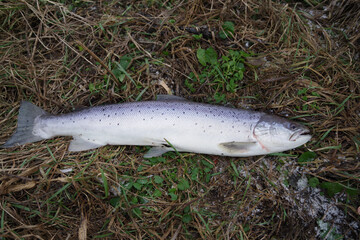 Canvas Print - big salmon  on dewy grass background