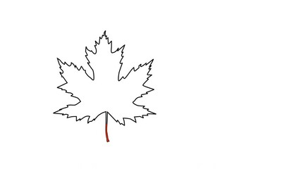 Wall Mural - Self drawing animation of red maple leaf outline. Copy space. White background. Alpha channel.
