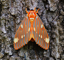Strikingly Colored Giant Silk Moth - Regal Moth, Citheronia Regalis, One Of The Largest Butterflies Or Moths (Lepidoptera) Of North America, On Oak Tree Bark