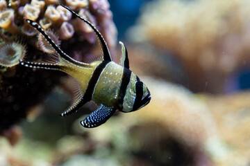 Tropical Exotic Aquarium fish close-up.