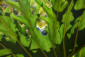 Beautiful Green leaf with Defined Patter and Leaf veins