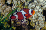 Fototapeta Do akwarium - Ocellaris clownfish