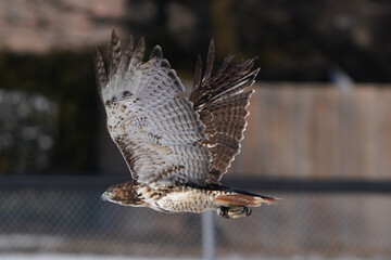 Training a red tailed hawk on a line for falconry sport in winter