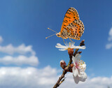 butterfly on almond almods tree flower background srping isolated blue sky