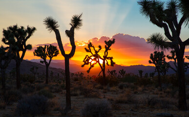 Wall Mural - Sunset over Joshua Tree National Park in California, USA