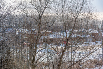 Wall Mural - Forest in winter time