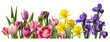 Decorative panorama of spring flowers in row